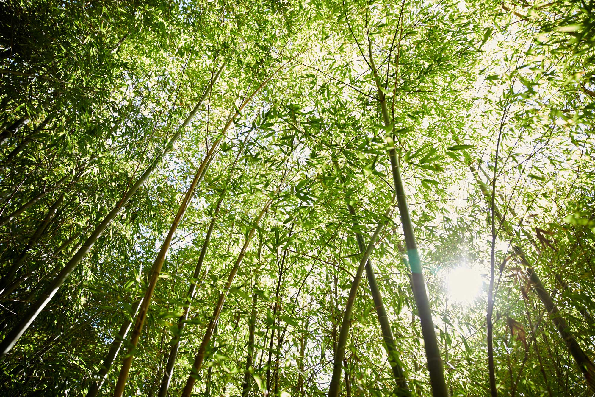 Healing in Nature Global Gardens of Peace