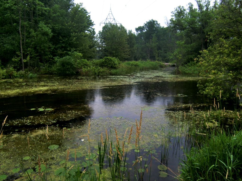 Ontario Greens against Holland Marsh Highway Global Green News