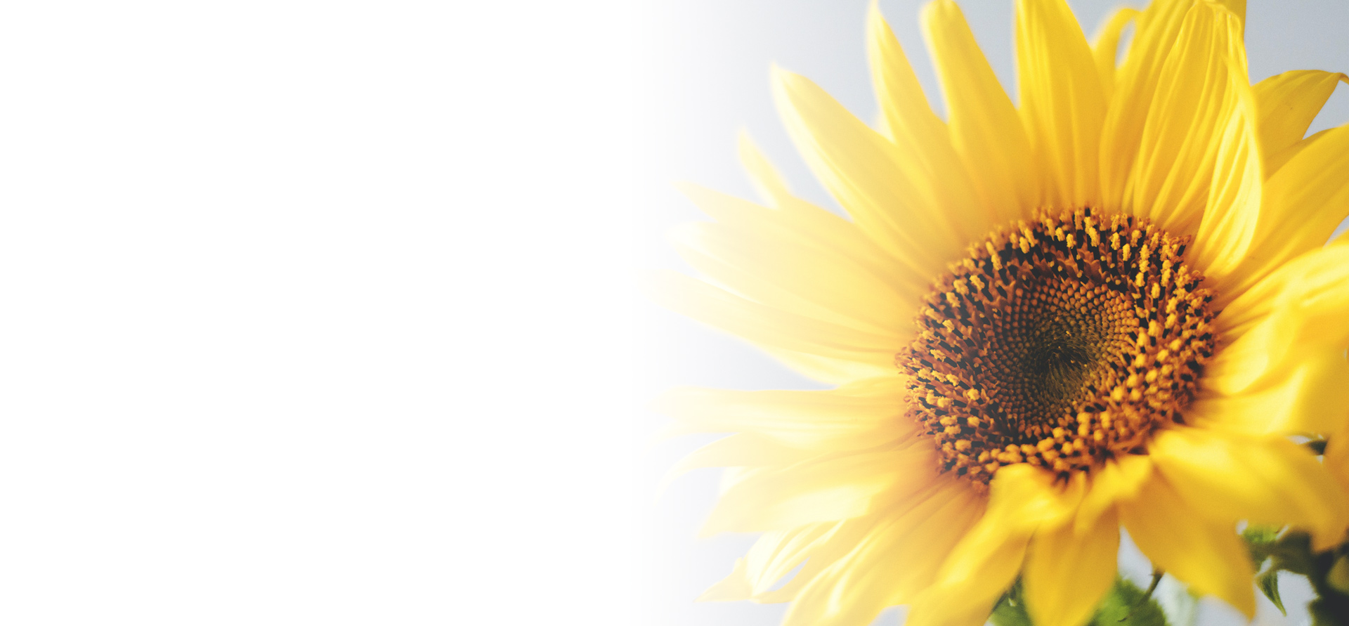 sunflower_header2 Global Hope Challenge