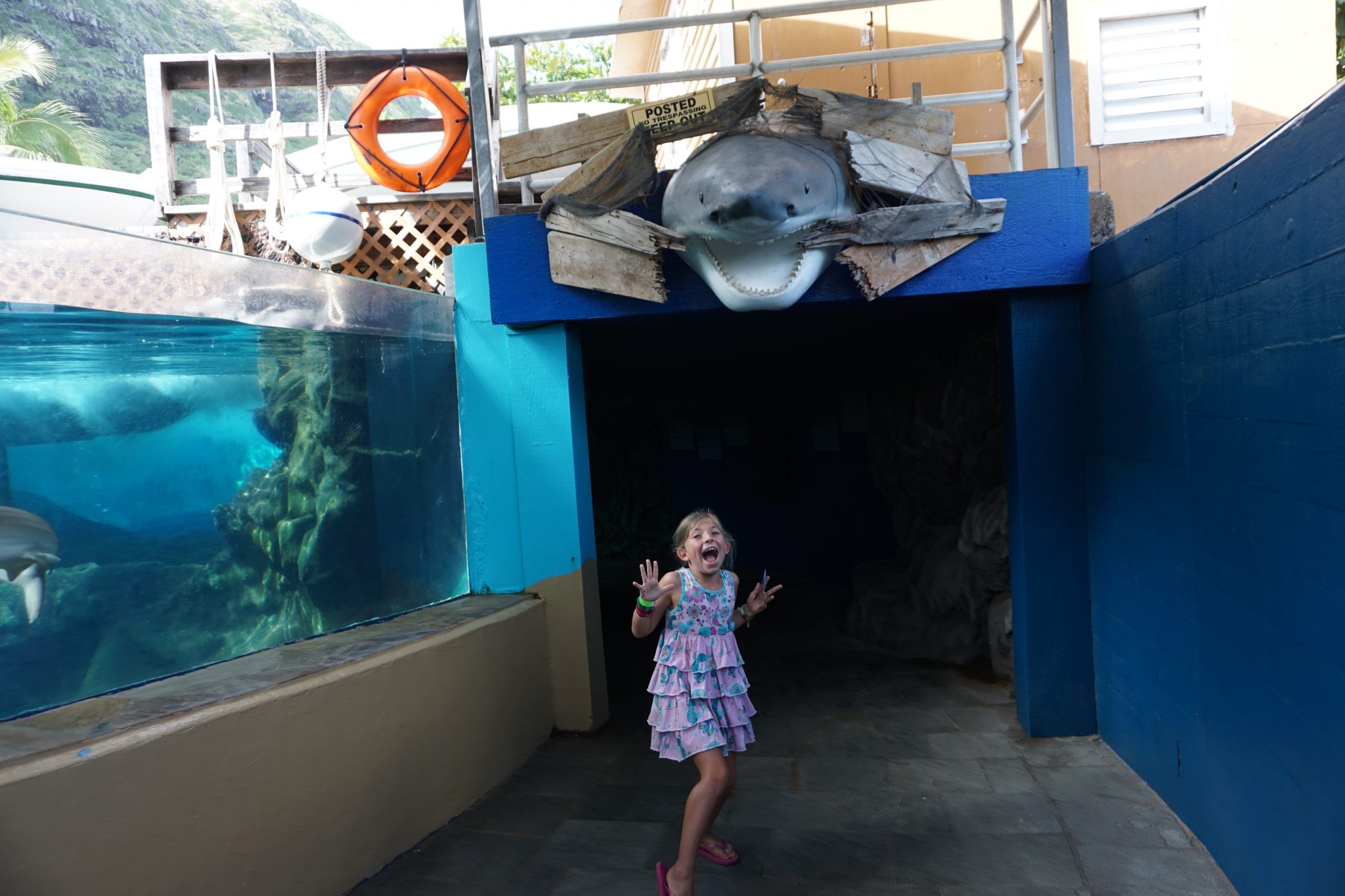 Amazing Oahu Experience Swim with Dolphins Oahu!