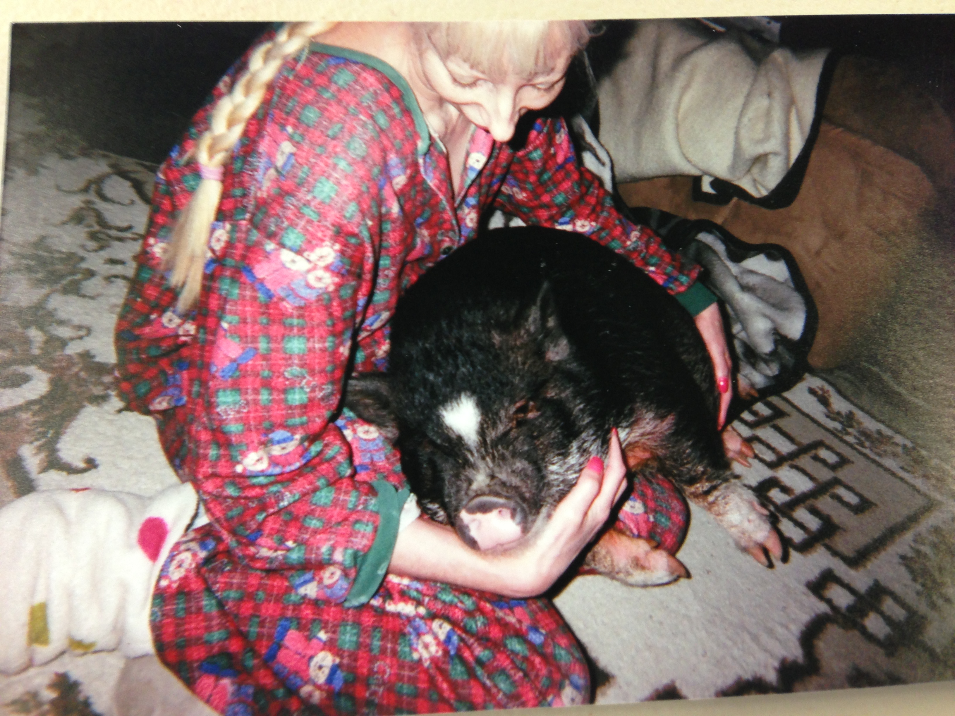 Pet pig banished from city Winnipeg Globalnews.ca