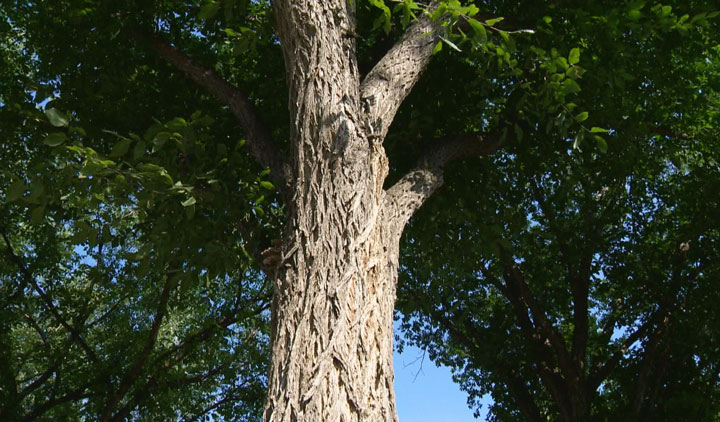 Ban on pruning elm trees in Saskatchewan ends Sept. 1 Saskatoon
