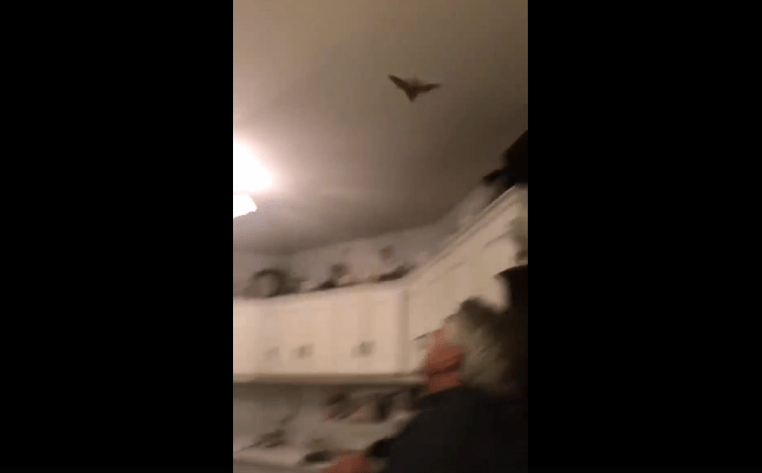 ‘Catch him, Derry!’ Bat flies into Irish family’s kitchen, leaves