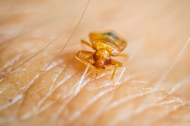 Lawyer forces evacuation of courthouse after ‘abundance’ of bed bugs