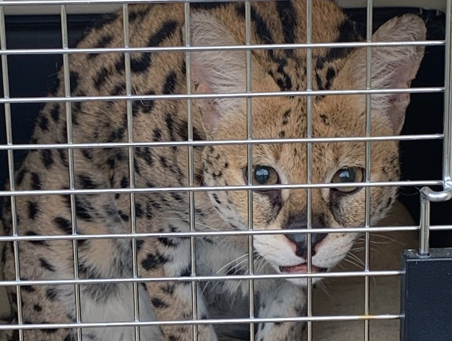 Governo de BC proíbe propriedade de raças de gatos exóticas