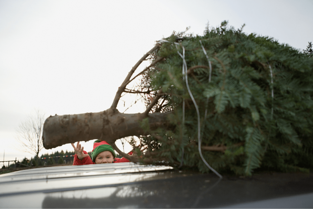 Christmas tree recycling program returns to Central Okanagan Okanagan