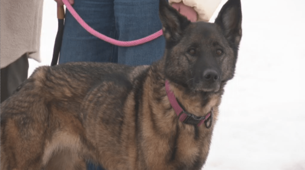 ‘Não acredito’: família Calmar se reencontra com cachorro desaparecido depois de quase 3 meses