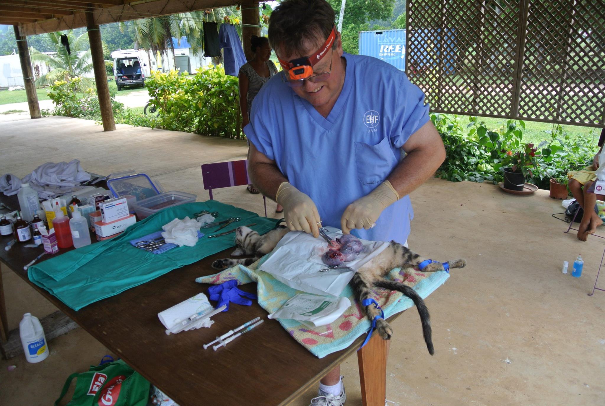My report Veterinary Internship on Rarotonga Global Nomadic