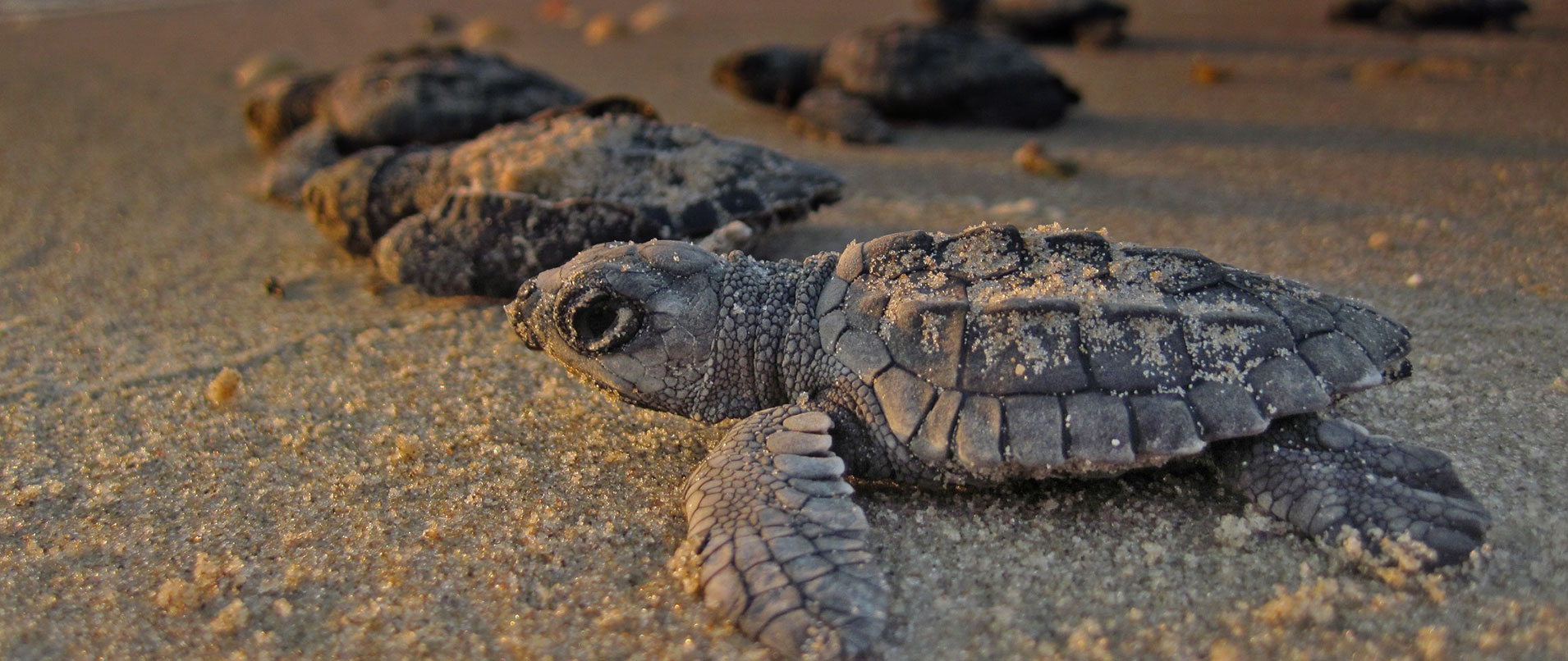 Guatemala Sea Turtle Research Project Global Nomadic