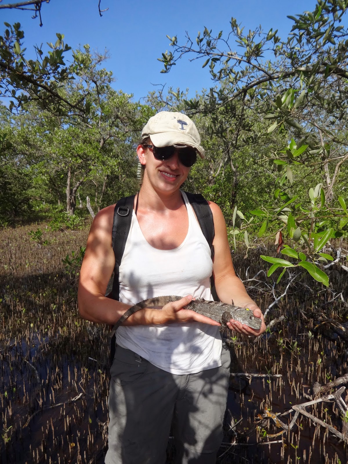 Researching species on the island of Utila Global Nomadic