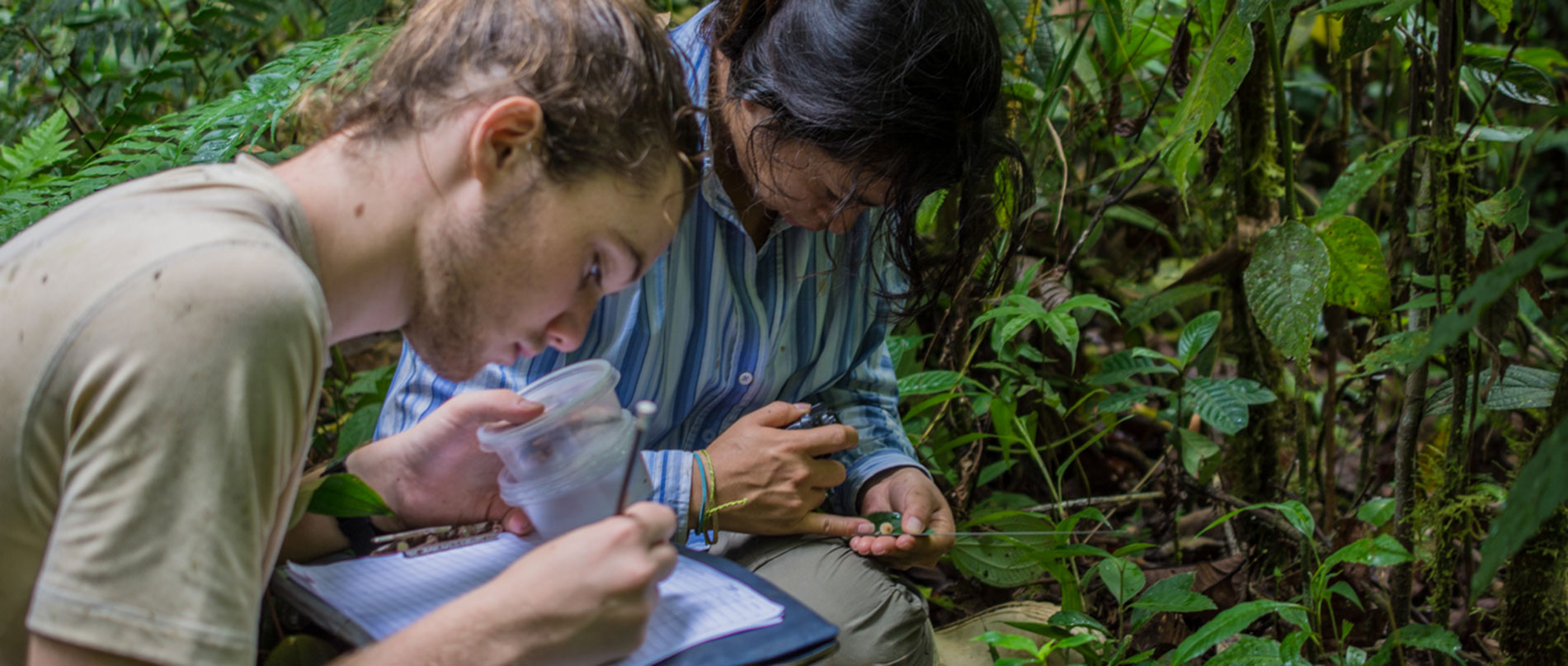 Peru Amazon Conservation Internship Global Nomadic