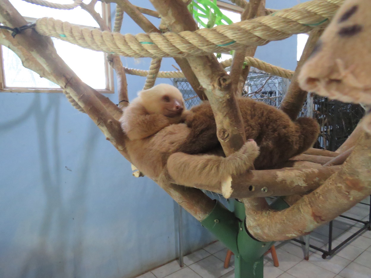 Costa Rica Wildlife Conservation Volunteer Global Nomadic