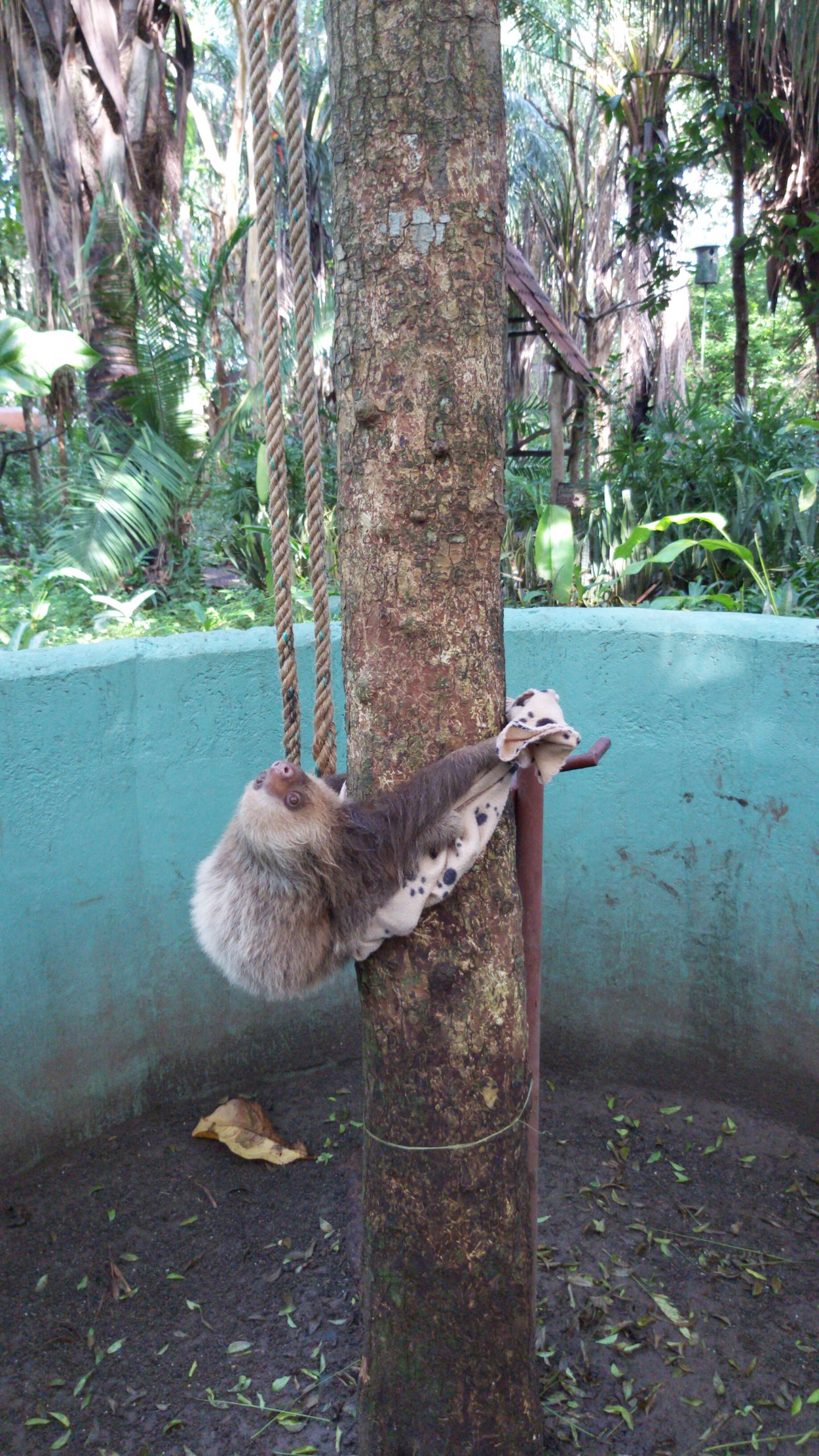 Costa Rica Wildlife Conservation Volunteer Global Nomadic