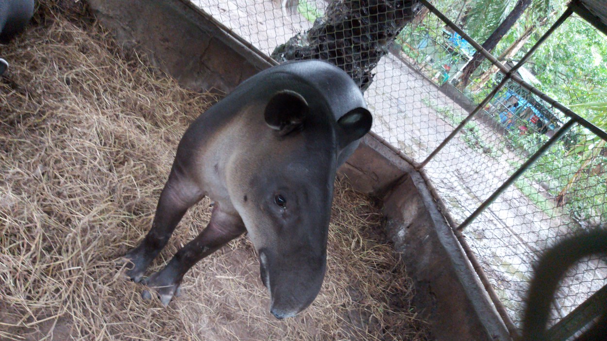 Costa Rica Wildlife Conservation Volunteer Global Nomadic