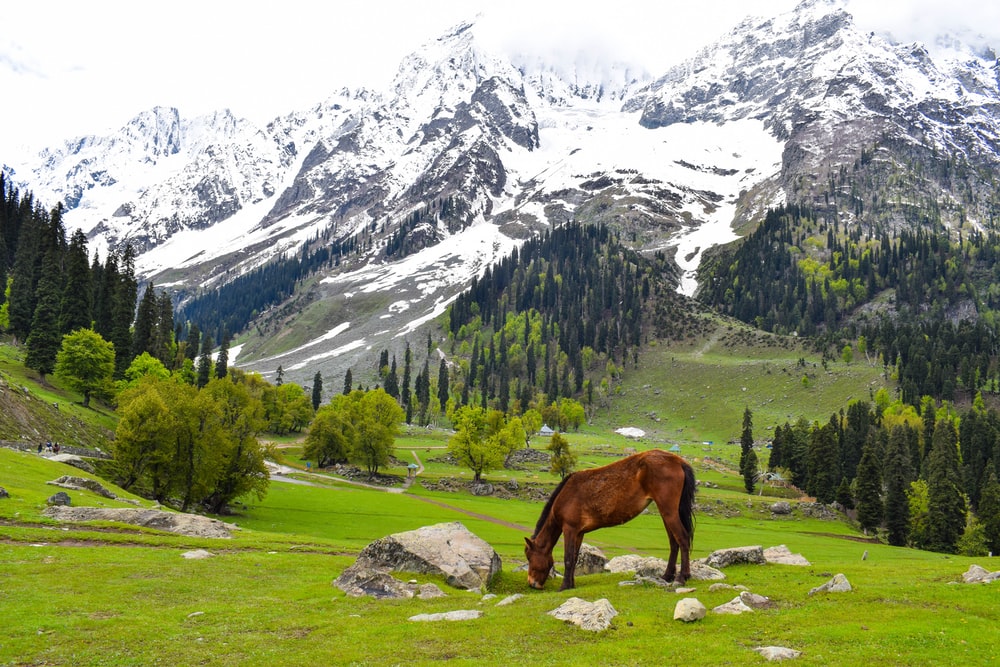 Kashmir Tour Package I Best Of Kashmir Tour Package 5 Nights 6 days