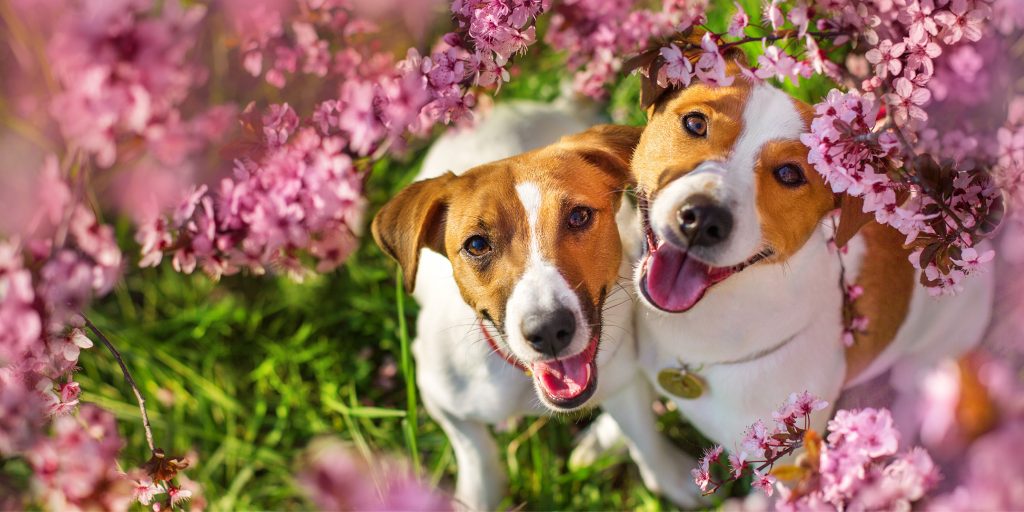 Global Pet Foods » Dangerous Plants for Pets
