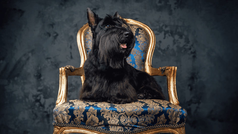 The UK pet industry GlobalPETS