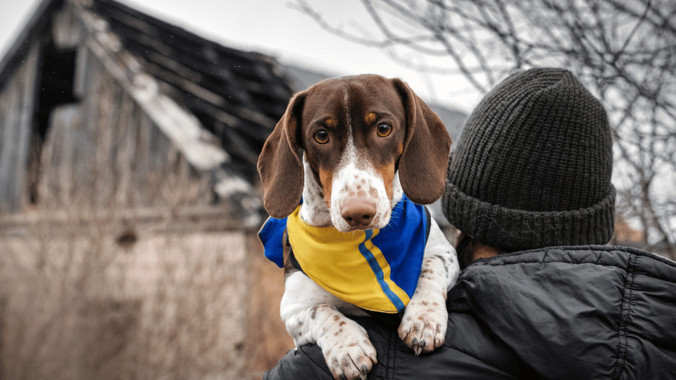 Analysis How is the Ukrainian pet industry coping after 16 months of