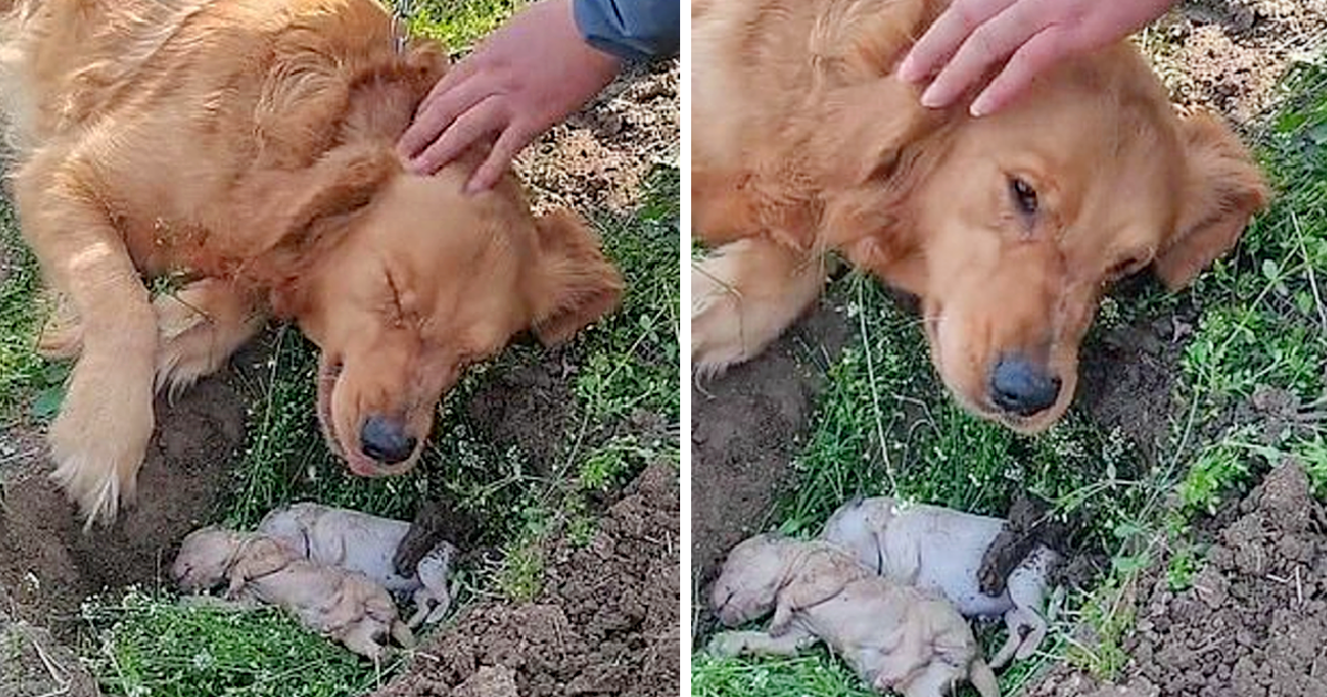 A mother dog refuses to be apart from her puppies who dіed during