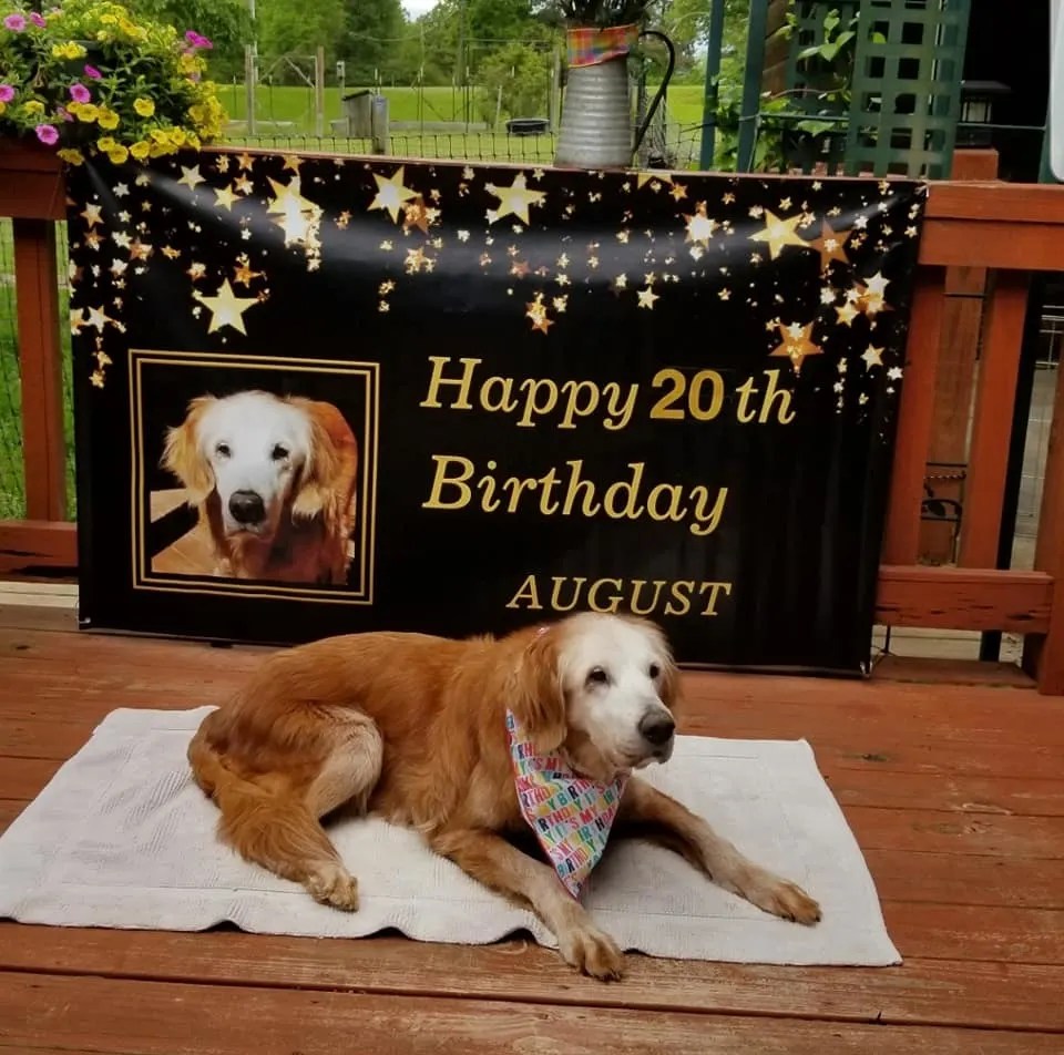 Meet 20Year Old Augie Who Was The Oldest Golden Retriever In History