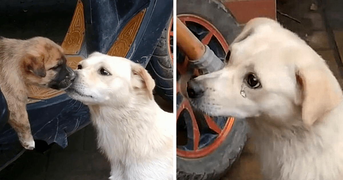 When her puppy leaves, the mother dog follows after him and gives him