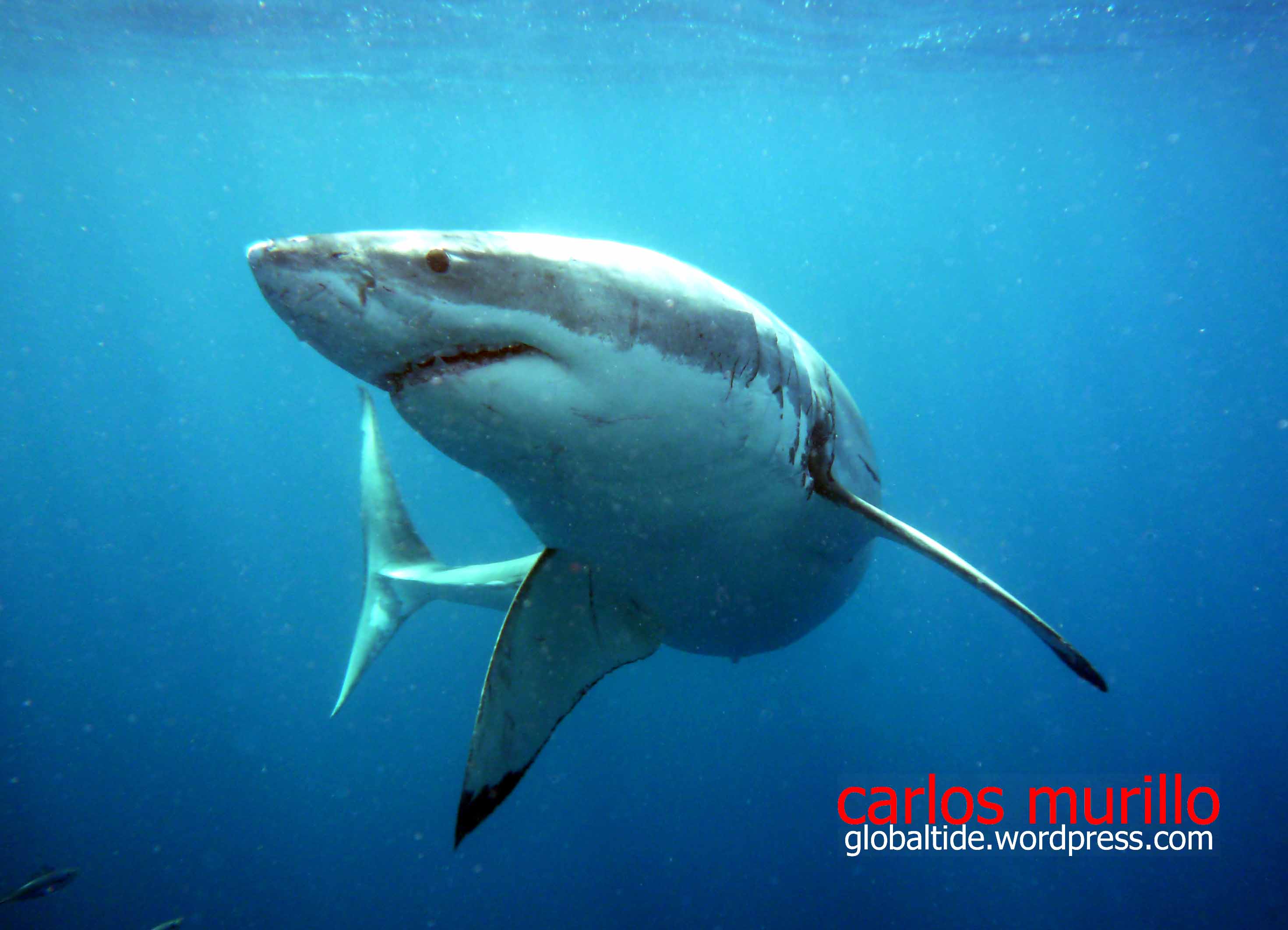 Tiburon Blanco global tide