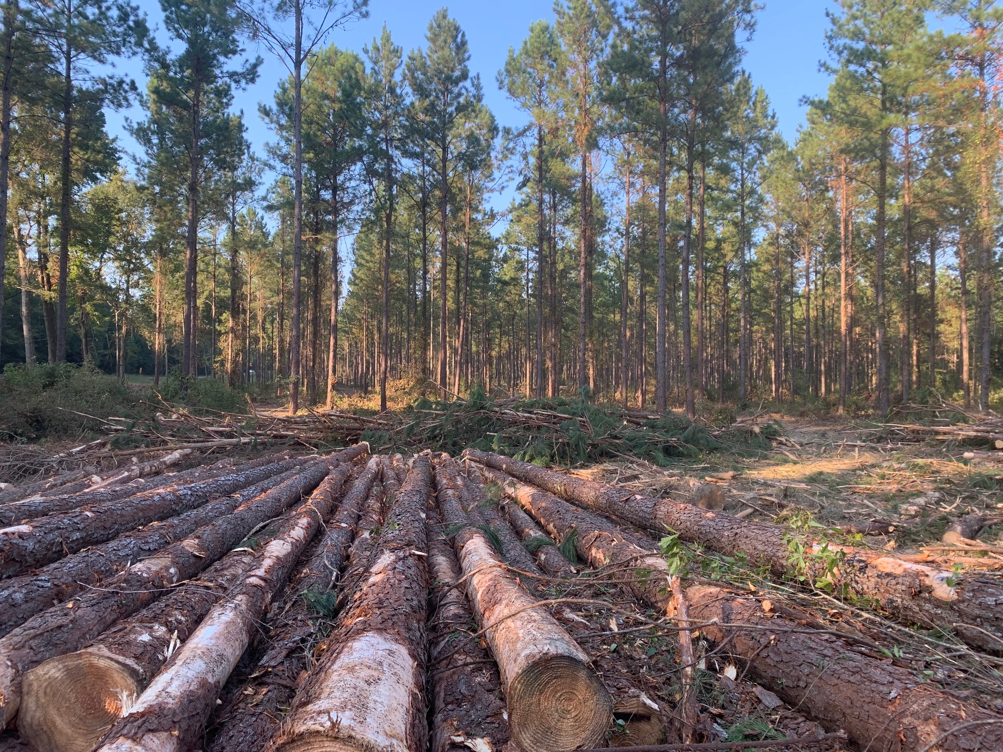 Gallery Global Timber Solutions LLC Alabama & Mississippi