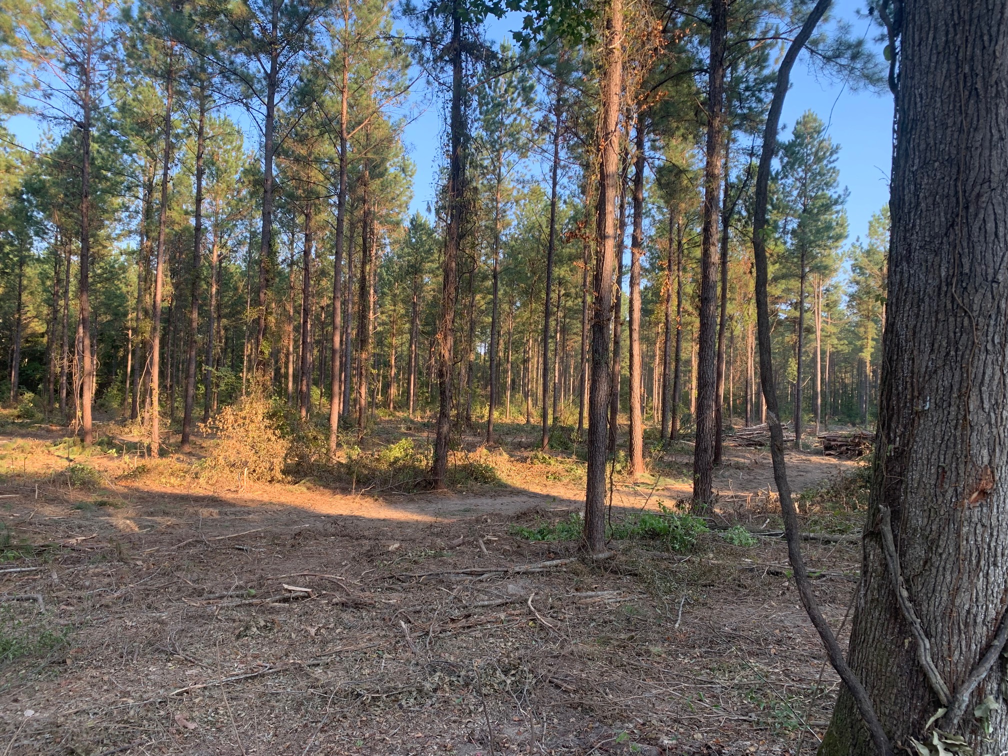 Gallery Global Timber Solutions LLC Alabama & Mississippi