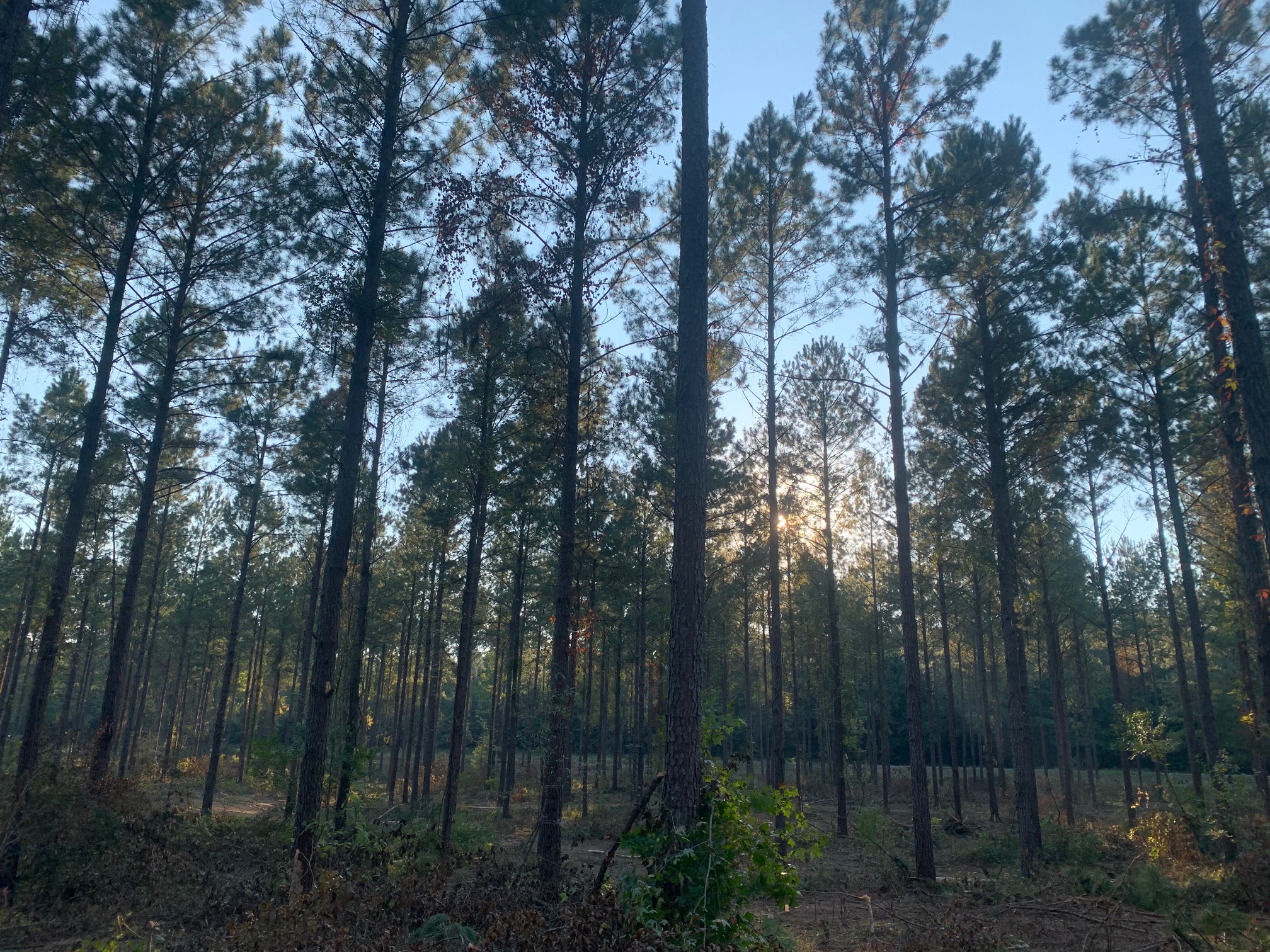 Gallery Global Timber Solutions LLC Alabama & Mississippi