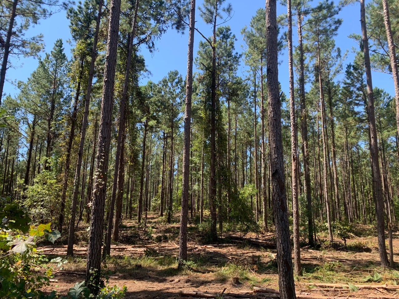 Gallery Global Timber Solutions LLC Alabama & Mississippi