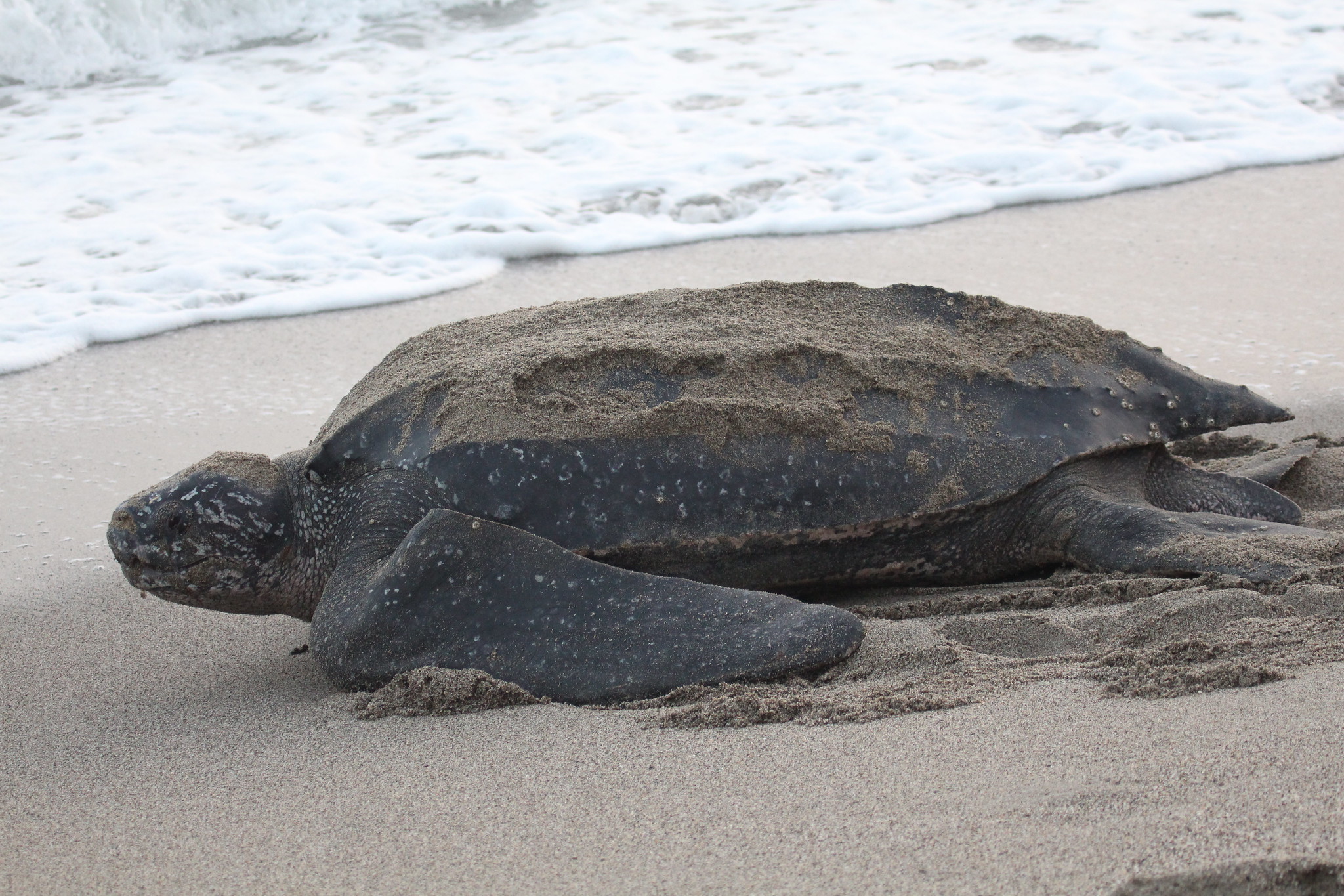 Trinidad & Tobago minister declares ‘safest time for sea turtles