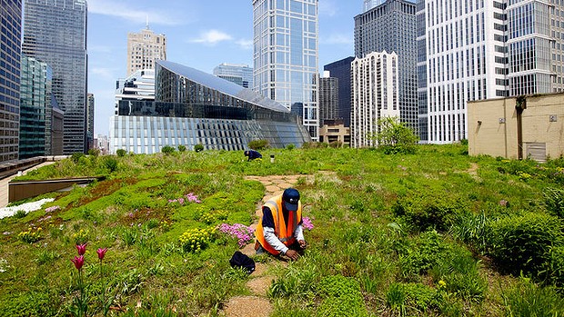Rooftop gardens could grow three quarters of cityâ€™s
