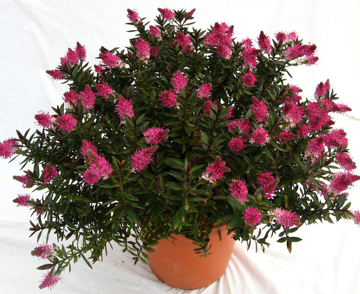 La collection Globe planter Véronique arbustive