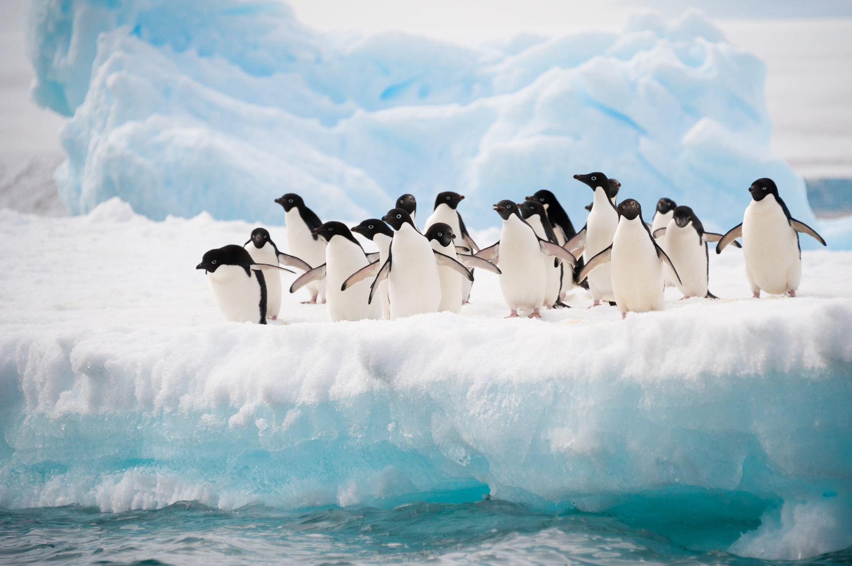 Penguins, Antarctica, cold climate trend Globetrender