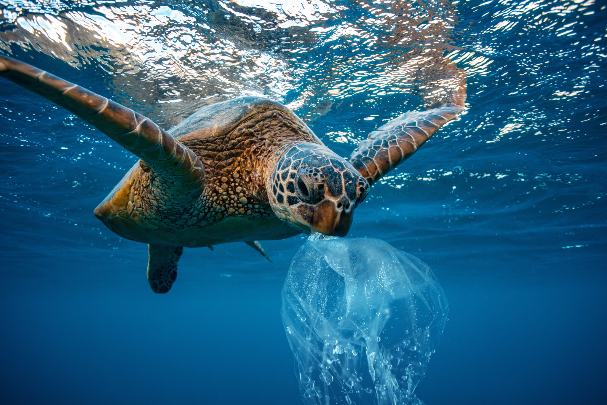 Sea turtle eating plastic bag Globetrender