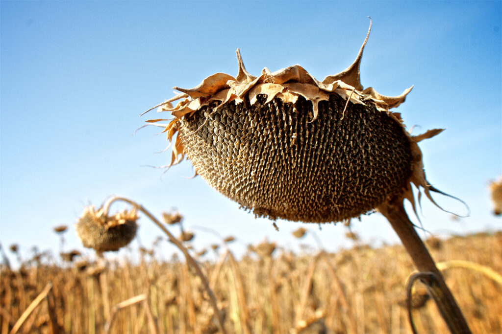 Dead sunflowers Globetrender