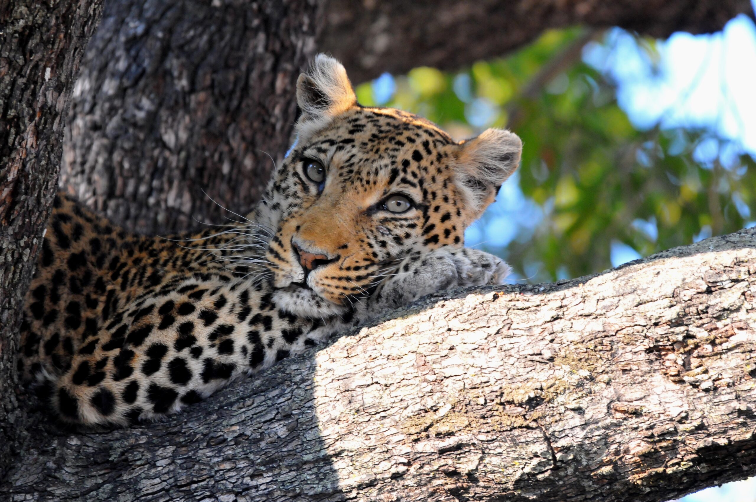 Kenya, Leopard in a Tree Globetrender