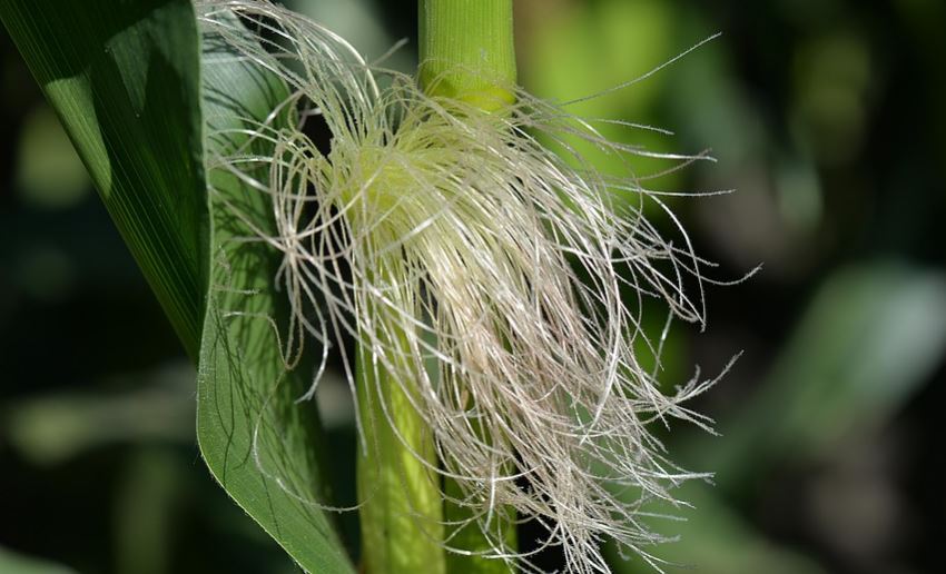 How to Use Corn hair for Beauty ? Glossypolish