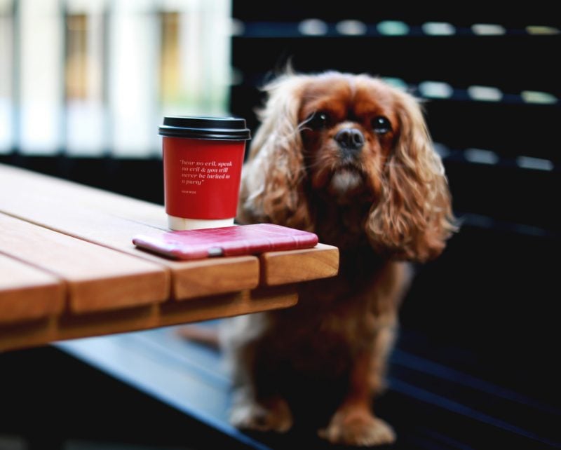 Dog friendly cafés in London top 6 Glowcation