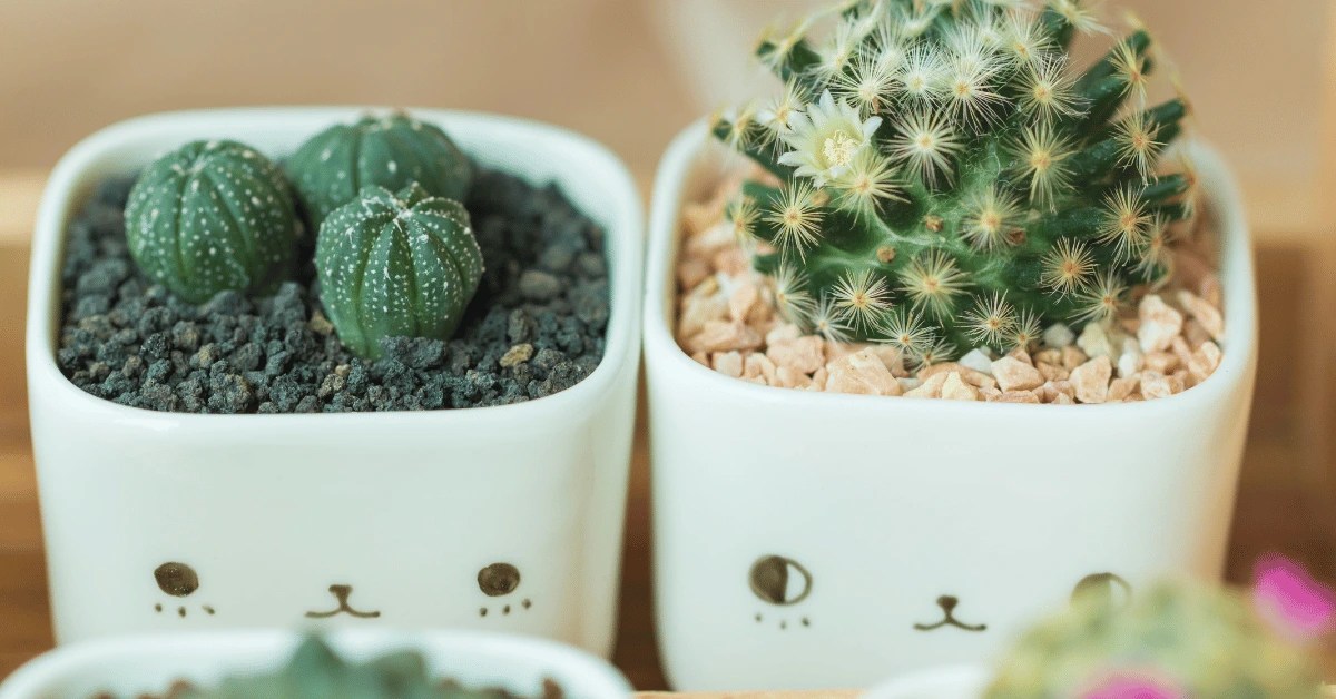 Do Cacti have Genders? How Cactus Reproduce?