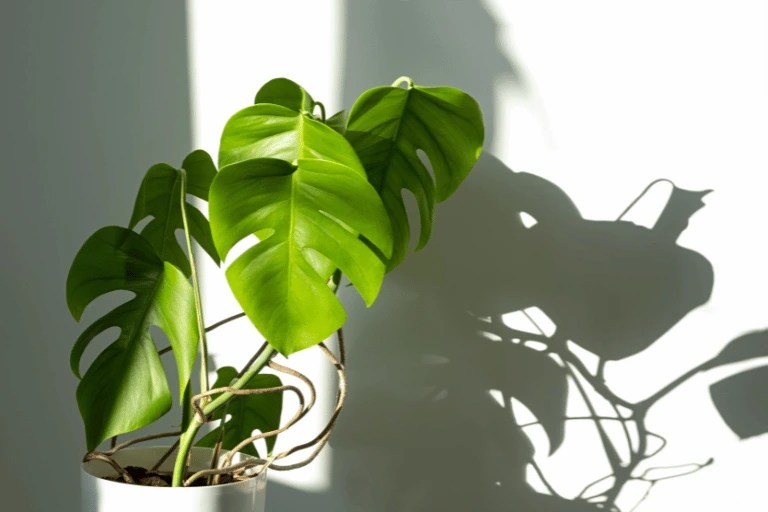 How to Fix Broken Monstera Stem without Fancy Products