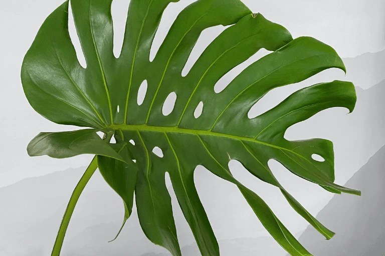 How to Fix Broken Monstera Stem without Fancy Products
