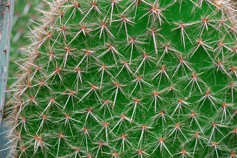 How to Trim a Cactus Without Killing it. All you Need to Know