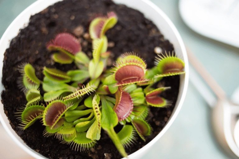 How Often should you Water Venus Flytrap? How much Water?