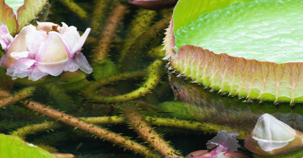 How Deep are Lily Pad Roots? Everything you Need to Know