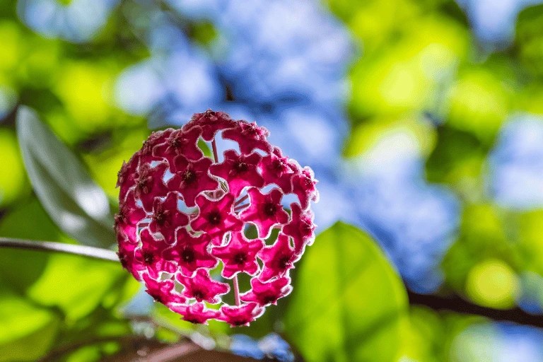 How Often do Hoyas Bloom and How Long do the Flowers Last?