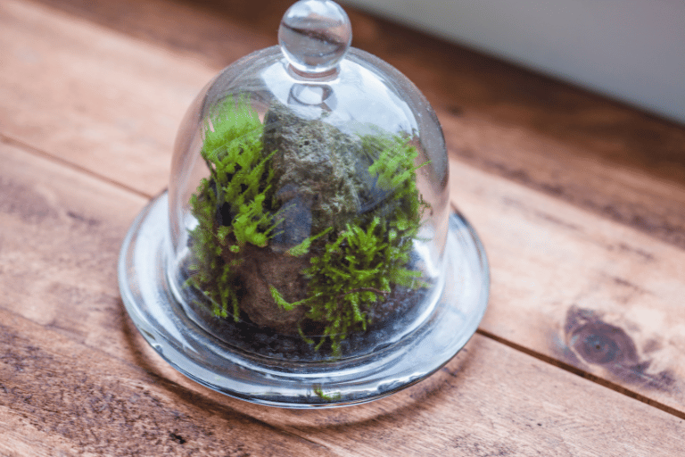 Is Moss Good for Potted Plants? How to Use It the Right Way