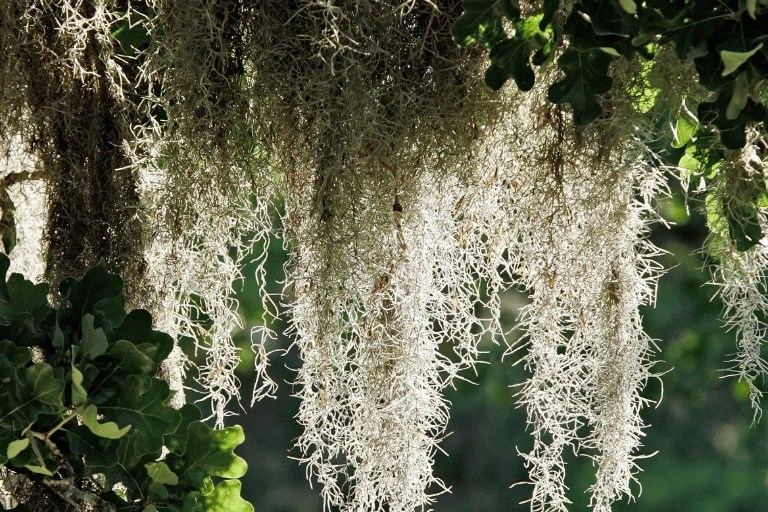 Is Moss Good for Potted Plants? How to Use It the Right Way