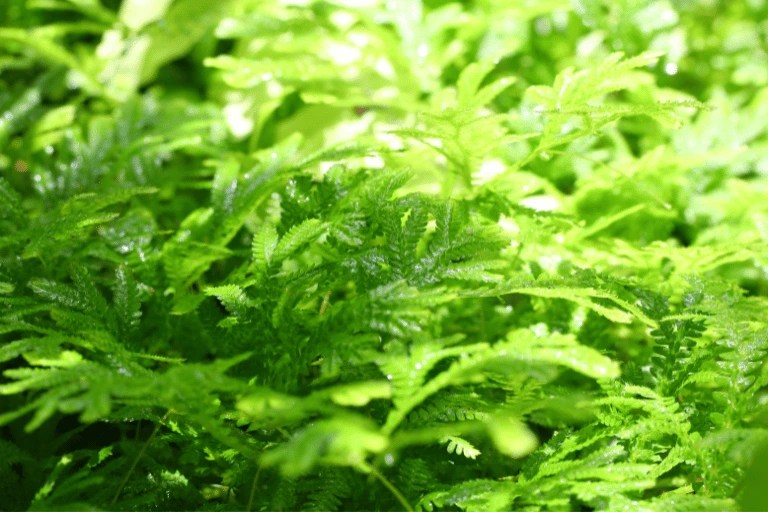 Is Moss Good for Potted Plants? How to Use It the Right Way