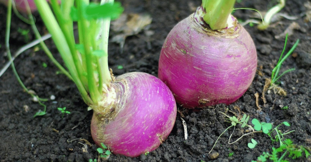 How to Grow Turnips from Scraps Step by Step Guide